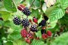 [blackberry bush[5].jpg]