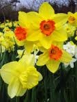 [daffodils[4].jpg]