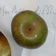 [norfolk biffin[3].png]