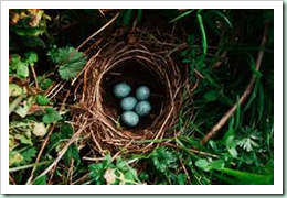 thrush eggs