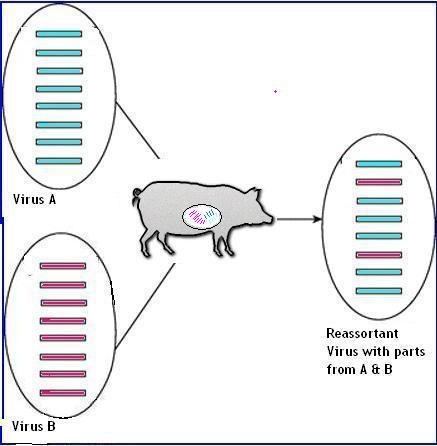 [Reassortant pig[2].jpg]