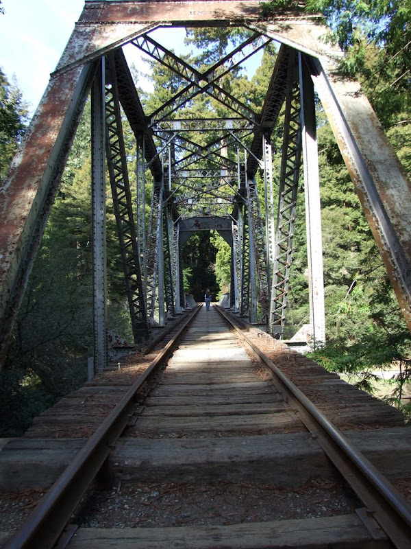 Henry Cowell Redwoods State Park