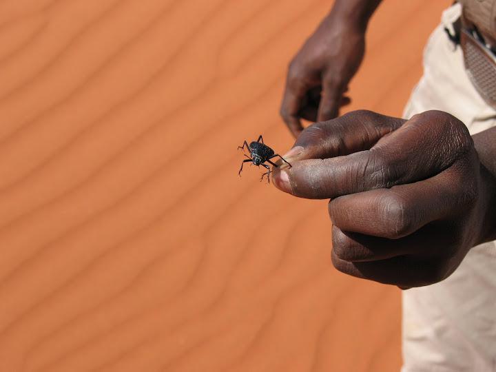toc-toc beetle