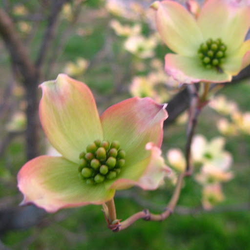 Dogwood flowers
