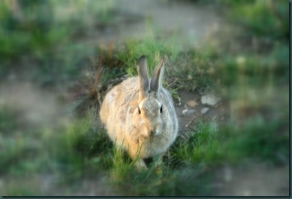 RABBIT 022 RABBIT 022