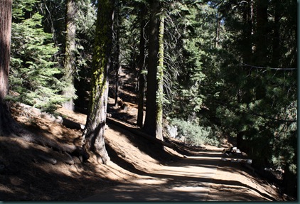 Sequoia National Park 142