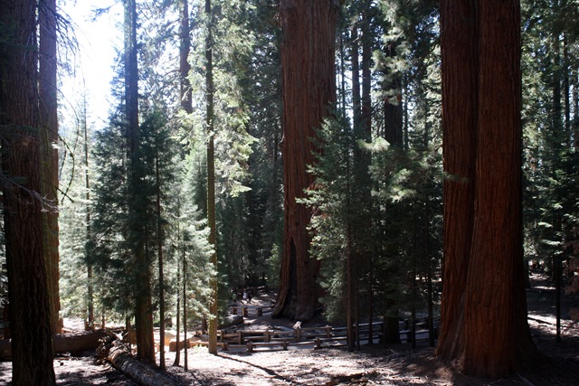 [Sequoia National Park 149[3].jpg]