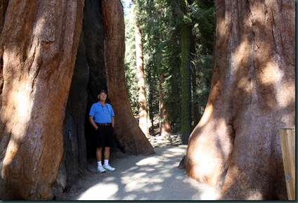 Sequoia National Park 162 Sequoia National Park 162