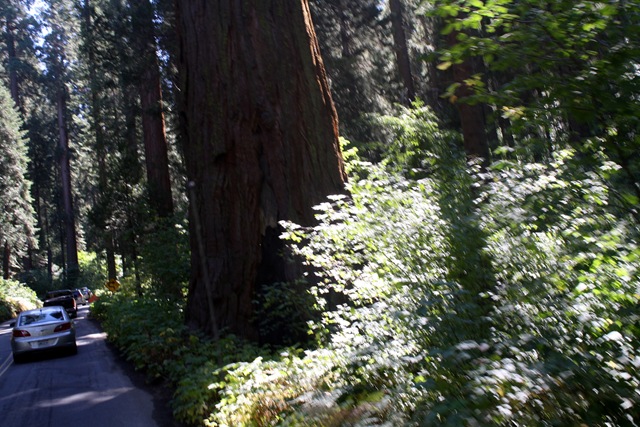 [Sequoia National Park 086.jpg]