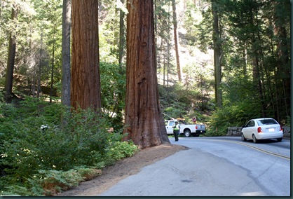 Sequoia National Park 100