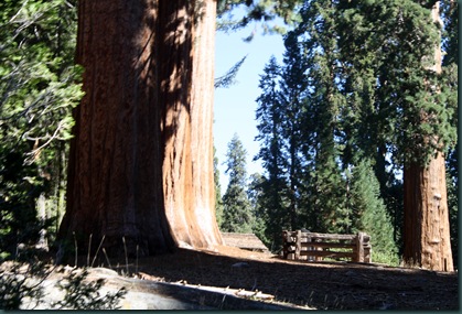 Sequoia National Park 106