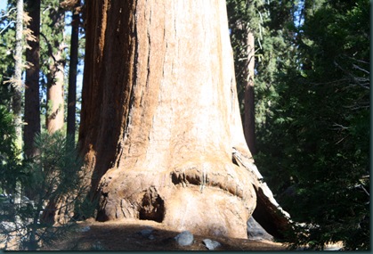 Sequoia National Park 107