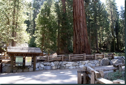 Sequoia National Park 122 Sequoia National Park 122