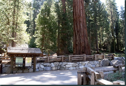 Sequoia National Park 122