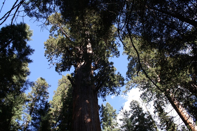 [Sequoia National Park 197[3].jpg]