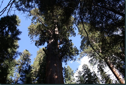 Sequoia National Park 197