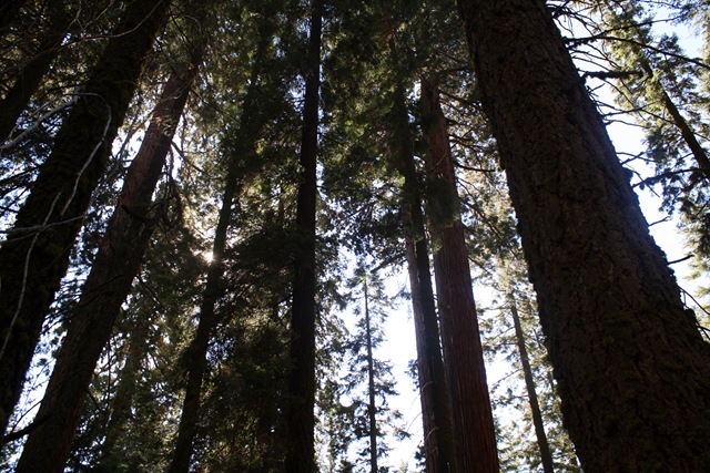[Sequoia National Park 194[3].jpg]