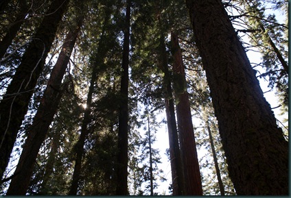 Sequoia National Park 194