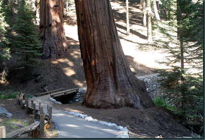 Sequoia National Park 231
