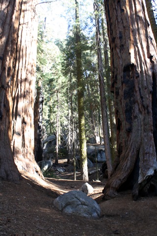 [Sequoia National Park 235[4].jpg]
