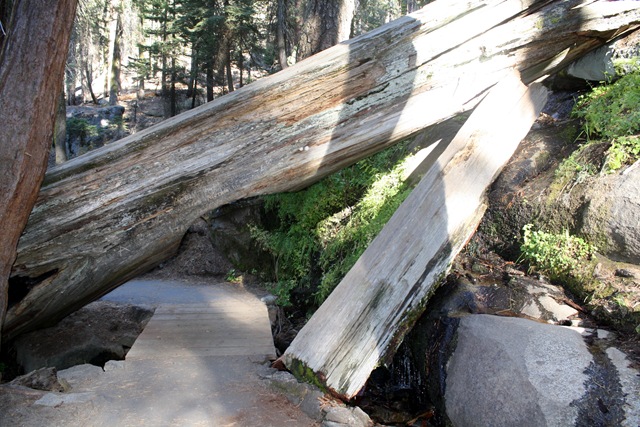 [Sequoia National Park 247[3].jpg]
