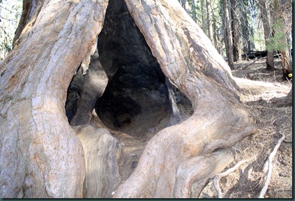 Sequoia National Park 255