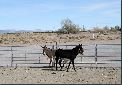 To Amargosa Valley 075