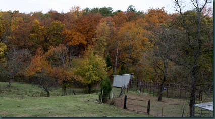 SE OK fall colors 025 SE OK fall colors 025