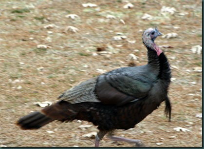 Turkey up close 014