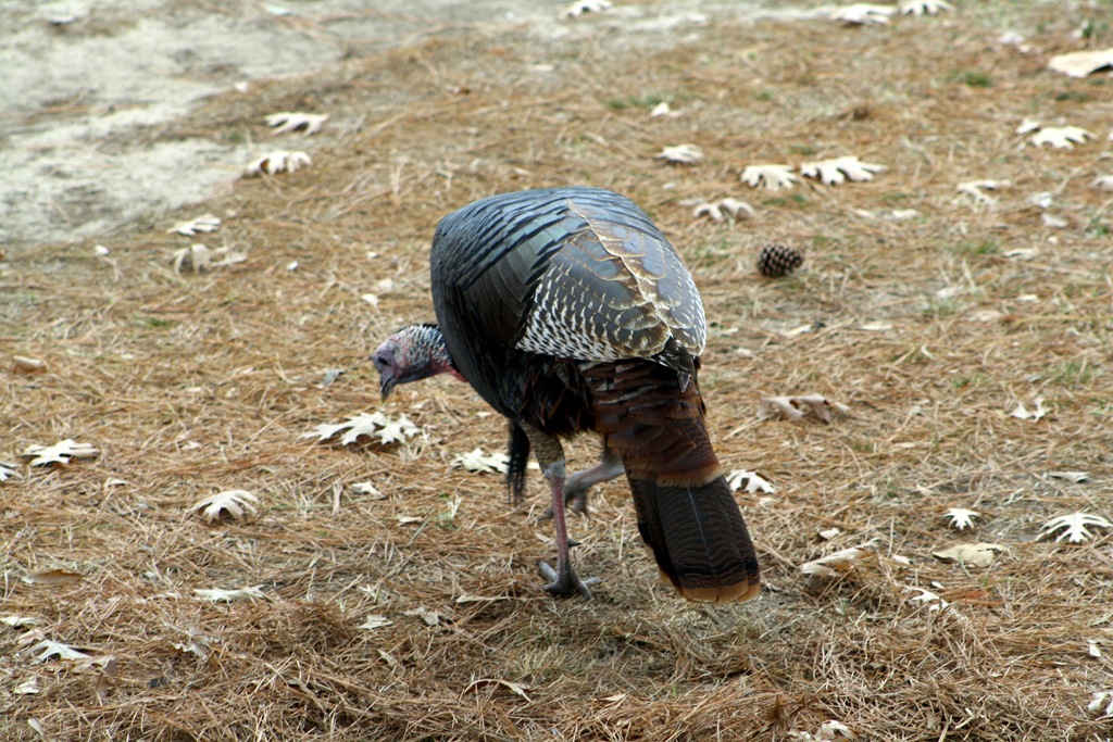 [Turkey up close 010[4].jpg]