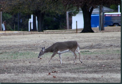 Deer @ McAlester 034