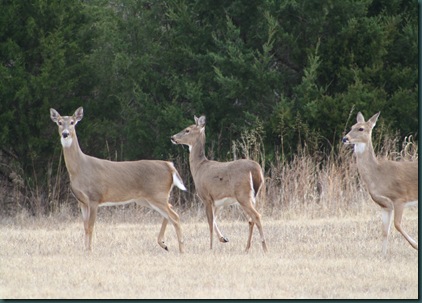 More deer and ginger's house 009