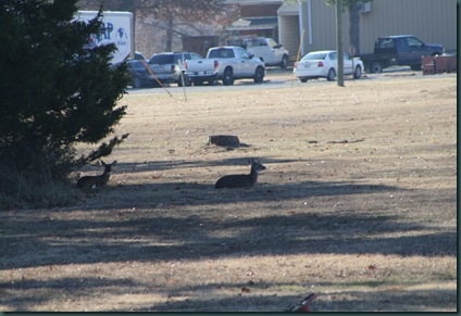 Geese and turkey 004