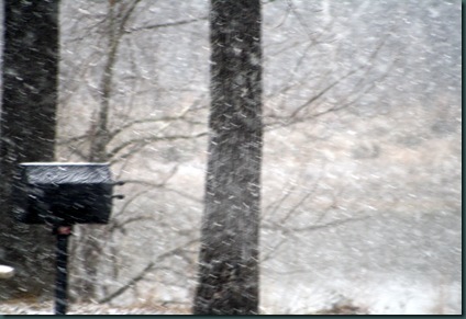 Snow, bread and geese 026