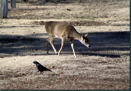 Deer & Bentley 034