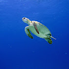 green turtle