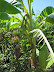 Bananen boom