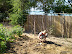 Tomaten uitplanten Tomaten uitplanten