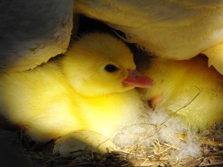 [Baby duck 1 for web[6].jpg]
