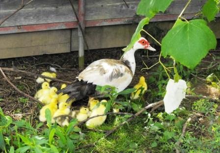 [little ducks 4 for web[2].jpg]