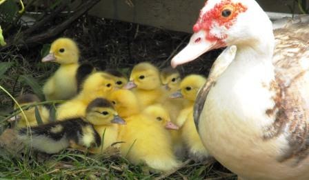 [little ducks 5 for web[2].jpg]