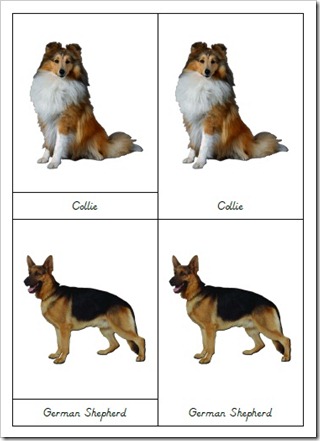 DogsSample