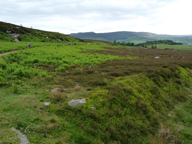 [Rothbury walk 1 009 contrasting greens[4].jpg]