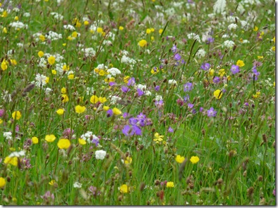 Rothbury walk 678 051