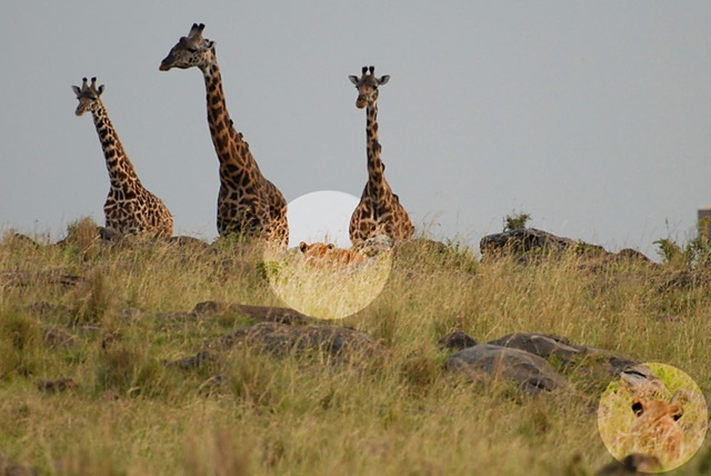 [giraffe[5].jpg]