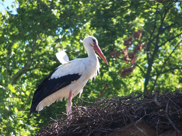 [Cigogne[7].jpg]