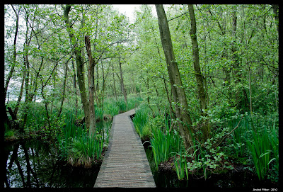 Gradina verde Gradina verde