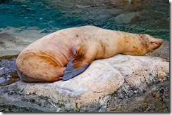 sea lion (1 of 1)