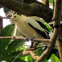 Pied Imperial Pigeon
