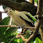 Pied Imperial Pigeon